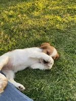 Daisy, a female Welsh Springer Spaniel for sale in Calimesa, CA – Photo 5 of 5
