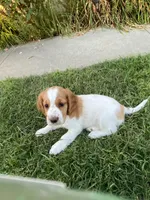 Daisy, a female Welsh Springer Spaniel for sale in Calimesa, CA – Photo 1 of 5