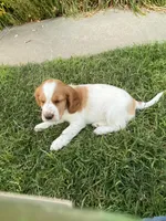 Daisy, a female Welsh Springer Spaniel for sale in Calimesa, CA – Photo 2 of 5