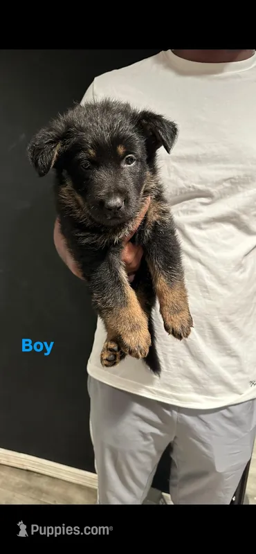 Blue  – German Shepherd Dog puppy for sale in Newark, NJ