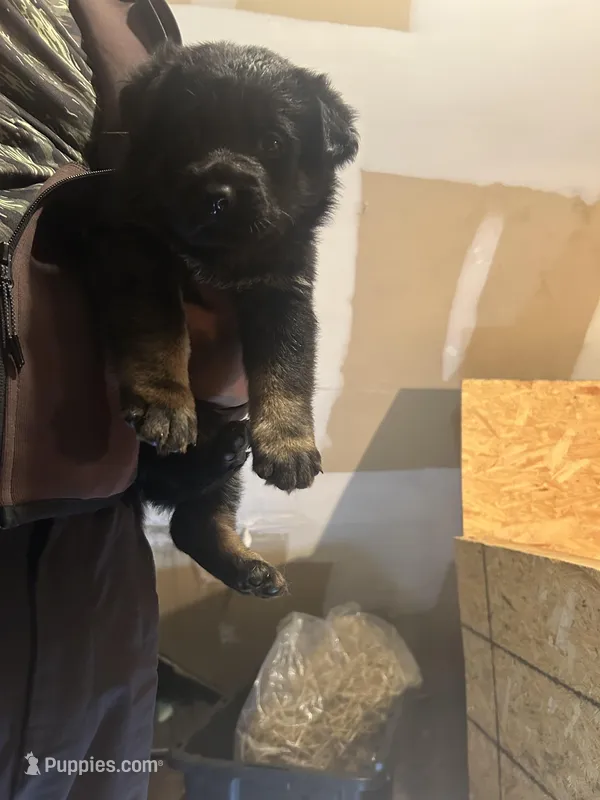 Blue  – German Shepherd Dog puppy for sale in Newark, NJ