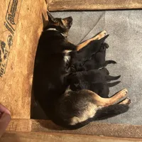 No names yet , a male German Shepherd Dog for sale in Newark, NJ – Photo 3 of 3