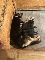 No names yet , a male German Shepherd Dog for sale in Newark, NJ – Photo 3 of 3