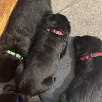 No names yet , a male German Shepherd Dog for sale in Newark, NJ – Photo 2 of 3