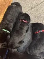 No names yet , a male German Shepherd Dog for sale in Newark, NJ – Photo 2 of 3