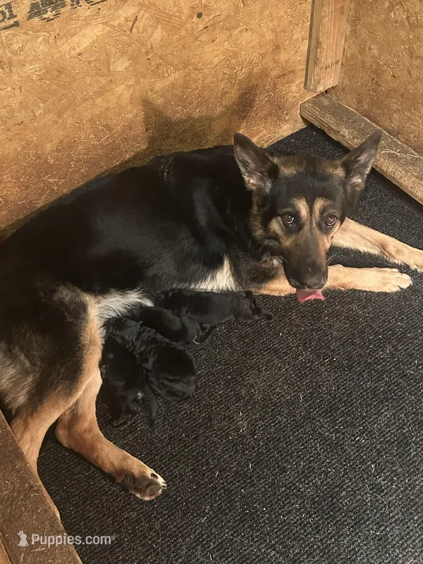 No names yet , a male German Shepherd Dog for sale in Newark, NJ – Photo 1 of 3