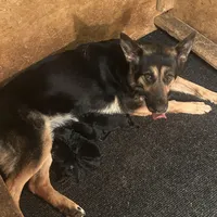 No names yet , a male German Shepherd Dog for sale in Newark, NJ – Photo 1 of 3