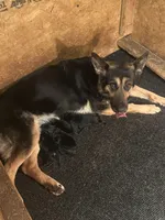 No names yet , a male German Shepherd Dog for sale in Newark, NJ – Photo 1 of 3