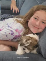 Beethoven - Pet only, a male Shih Tzu for sale in Morristown, TN – 2 of 10