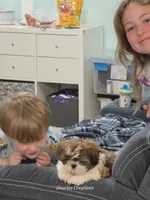 Beethoven - Pet only, a male Shih Tzu for sale in Morristown, TN – 4 of 10