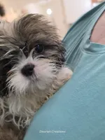 Beethoven , a male Shih Tzu for sale in Morristown, TN – Photo 3 of 6