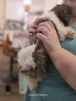 Beethoven , a male Shih Tzu for sale in Morristown, TN – Photo 5 of 6