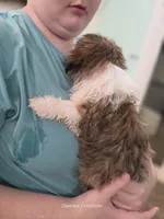 Beethoven , a male Shih Tzu for sale in Morristown, TN – Photo 4 of 6