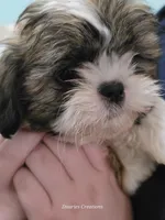 Beethoven , a male Shih Tzu for sale in Morristown, TN – Photo 2 of 6