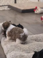 Beethoven , a male Shih Tzu for sale in Morristown, TN – Photo 6 of 6