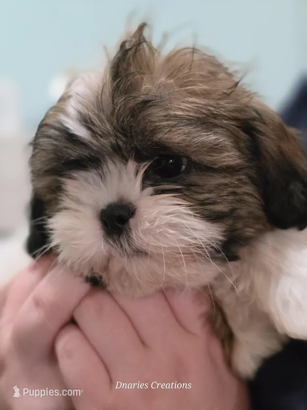 Beethoven  – Shih Tzu puppy for sale in Morristown, TN