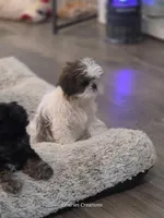 Bernadette "Bernie" , a female Shih Tzu for sale in Morristown, TN – Photo 7 of 10