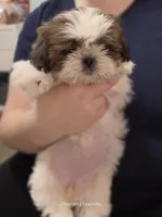 Bernadette "Bernie" , a female Shih Tzu for sale in Morristown, TN – Photo 9 of 10