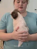 Bernadette "Bernie" , a female Shih Tzu for sale in Morristown, TN – Photo 5 of 10