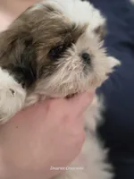 Bernadette "Bernie" , a female Shih Tzu for sale in Morristown, TN – Photo 10 of 10
