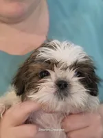 Bernadette "Bernie" , a female Shih Tzu for sale in Morristown, TN – Photo 4 of 10