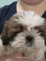 Bernadette "Bernie" , a female Shih Tzu for sale in Morristown, TN – Photo 8 of 10