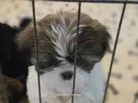 Bernadette "Bernie" , a female Shih Tzu for sale in Morristown, TN – Photo 2 of 10