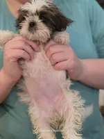 Bernadette "Bernie" , a female Shih Tzu for sale in Morristown, TN – Photo 6 of 10