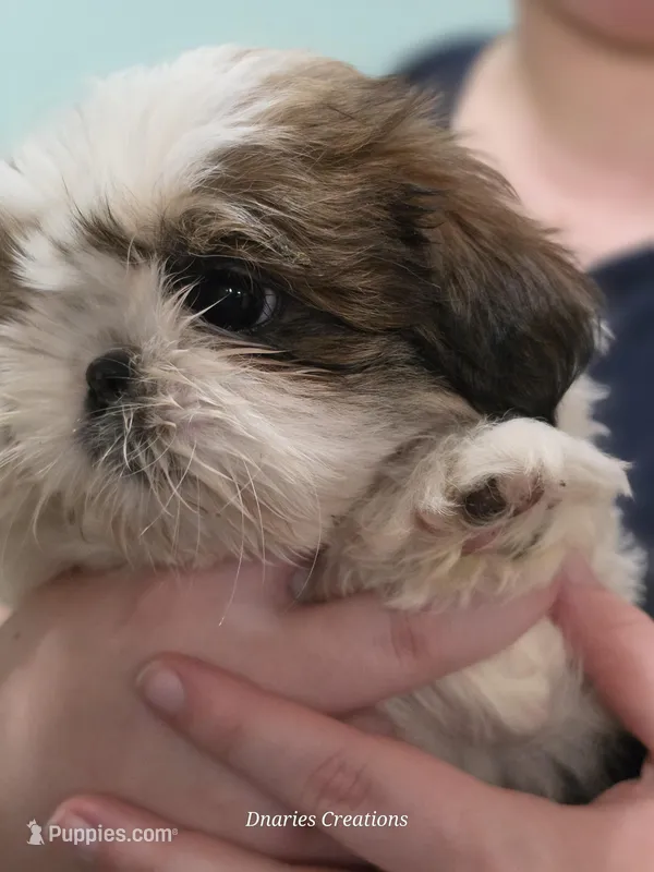 Bernadette "Bernie"  – Shih Tzu puppy for sale in Morristown, TN