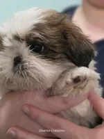 Bernadette "Bernie" , a female Shih Tzu for sale in Morristown, TN – Photo 1 of 10