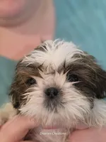 Bernadette "Bernie" , a female Shih Tzu for sale in Morristown, TN – Photo 3 of 10