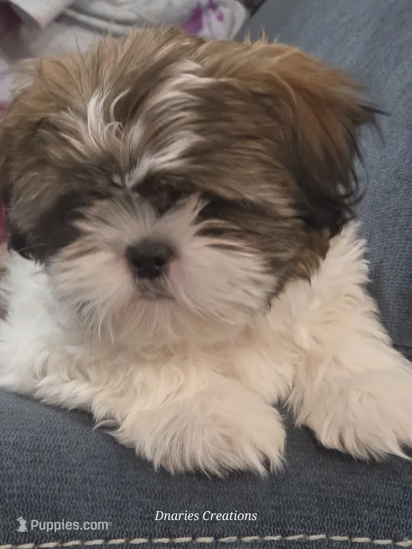 Beethoven - Pet only – Shih Tzu puppy for sale in Morristown, TN