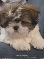 Beethoven - Pet only, a male Shih Tzu for sale in Morristown, TN – 1 of 10