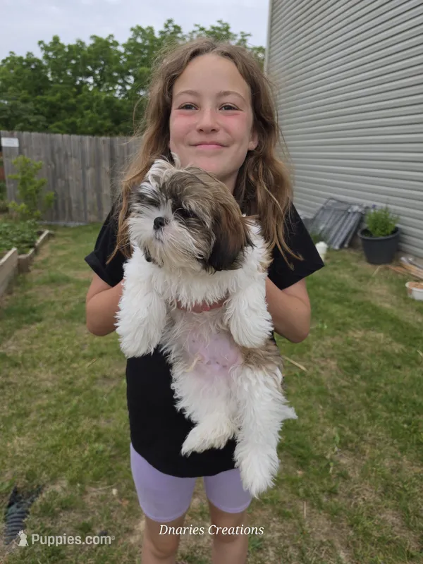 Beethoven - Pet only – Shih Tzu puppy for sale in Morristown, TN