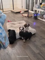 Tag, a male Shih Tzu for sale in Morristown, TN – Photo 10 of 10