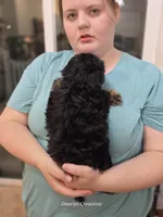 Tag, a male Shih Tzu for sale in Morristown, TN – Photo 8 of 10