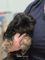 Tag, a male Shih Tzu for sale in Morristown, TN – Photo 3 of 10