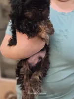 Tag, a male Shih Tzu for sale in Morristown, TN – Photo 7 of 10