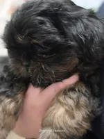 Tag, a male Shih Tzu for sale in Morristown, TN – Photo 4 of 10