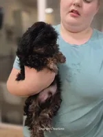 Tag, a male Shih Tzu for sale in Morristown, TN – Photo 6 of 10