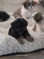 Tag, a male Shih Tzu for sale in Morristown, TN – Photo 9 of 10