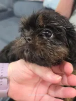 Tag, a male Shih Tzu for sale in Morristown, TN – Photo 2 of 10