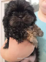 Tag, a male Shih Tzu for sale in Morristown, TN – Photo 5 of 10