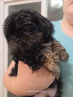 Tag, a male Shih Tzu for sale in Morristown, TN – Photo 1 of 10