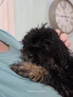 Shadow, a male Shih Tzu for sale in Morristown, TN – Photo 5 of 7