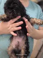 Shadow, a male Shih Tzu for sale in Morristown, TN – Photo 4 of 7