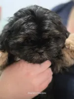 Shadow, a male Shih Tzu for sale in Morristown, TN – Photo 7 of 7