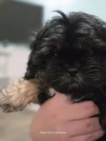 Shadow, a male Shih Tzu for sale in Morristown, TN – Photo 3 of 7