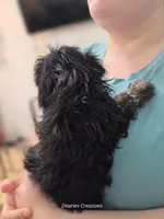 Shadow, a male Shih Tzu for sale in Morristown, TN – Photo 2 of 7