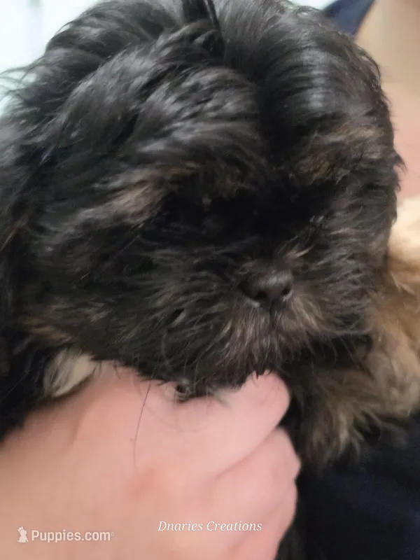 Shadow – Shih Tzu puppy for sale in Morristown, TN